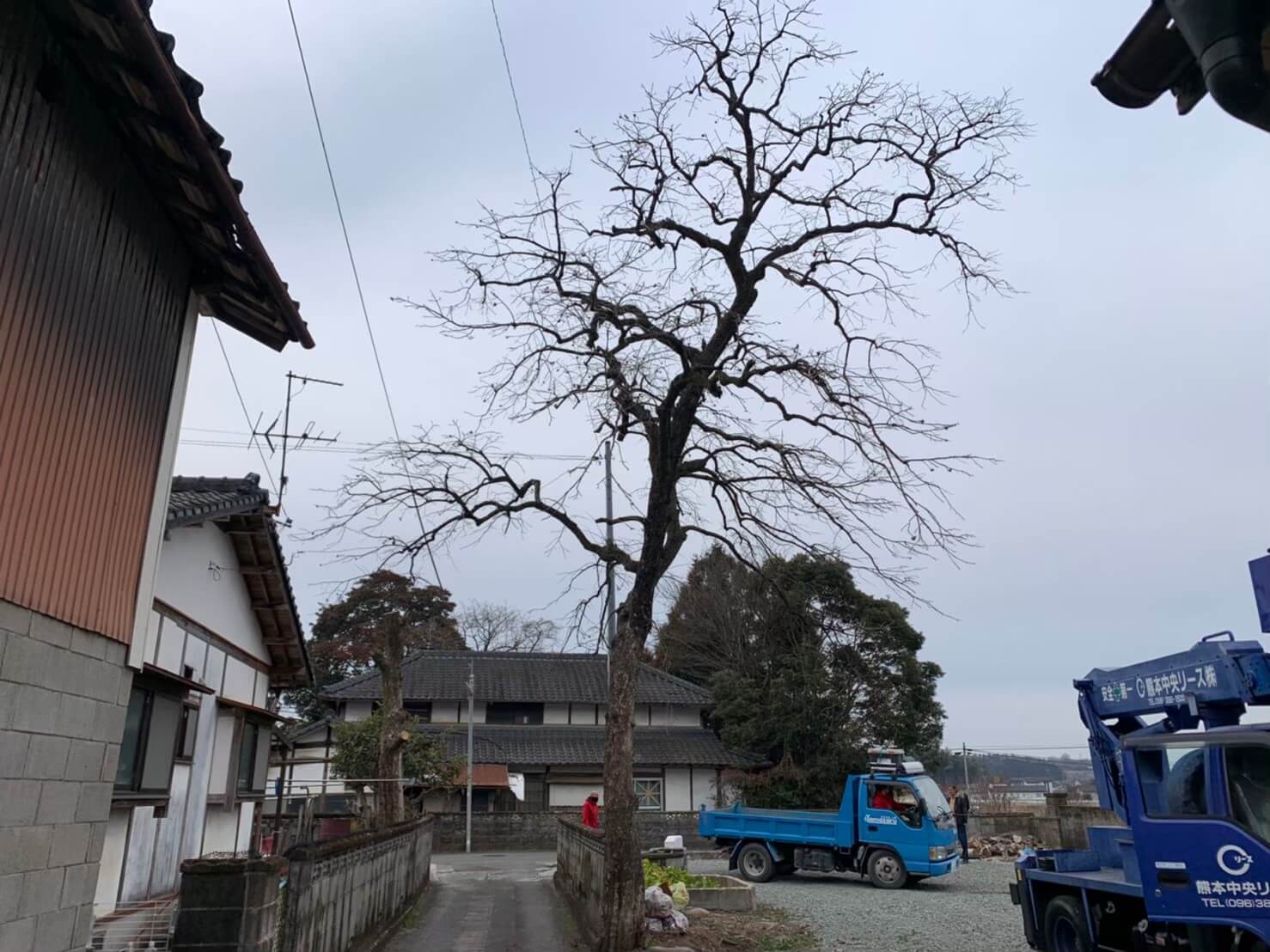 こちらは道路を跨いで隣地まで枝が伸びてしまった柿の木。